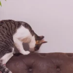 Como Ajudar um Gato a se Adaptar a Mudancas no Ambiente como uma Mudanca de Casa