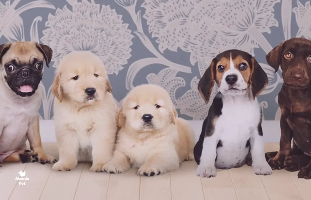 Como Introduzir um Novo Animal de Estimação na Casa