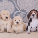 Como Introduzir um Novo Animal de Estimação na Casa