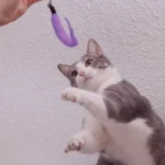 Como-Manter-Meu-Gato-Ativo-e-Mentalmente-Estimulado