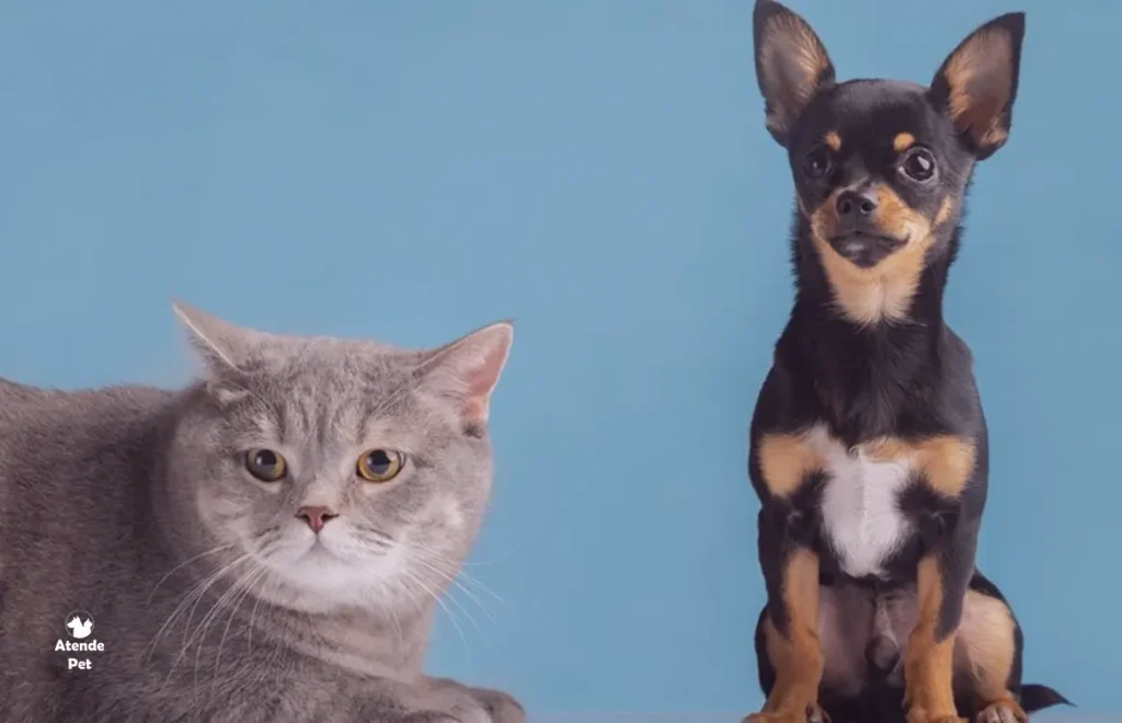 Como Reconhecer e Tratar Problemas de Saúde Relacionados à Idade de cães e gatos?