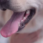 Como-cuidar-da-saude-dental-do-meu-pet