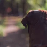 Como lidar com ansiedade de separacao em caes e gatos