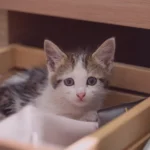 Como lidar com comportamentos indesejados dos caes e gatos
