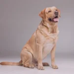 Como prevenir doencas especificas da raca do meu pet