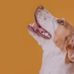Existem tecnicas ou produtos que podem ajudar a acalmar um pet ansioso