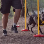 O que e Treinamento Positivo para Caes