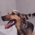 Quais-Produtos-de-Higiene-Sao-Seguros-e-Recomendados-para-Caes-e-Gatos