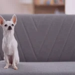 Quais-sao-as-Melhores-Formas-de-Exercitar-um-Cachorro-em-Espacos-Pequenos
