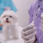 Quais vacinas e tratamentos preventivos sao essenciais
