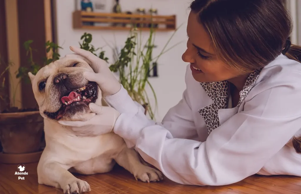 Veterinário em Domicílio Como Funciona e Quais Sao as Vantagens