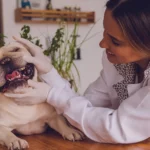 Veterinário em Domicílio Como Funciona e Quais Sao as Vantagens