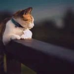 É Preciso Fazer Exame de Fiv/FelV para Aplicar a Vacina V5