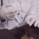 Como é o procedimento de aplicação das vacinas em domicílio