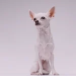 Como identificar uma reação à vacina