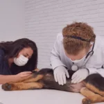 Meu cachorro teve uma reação alérgica, e agora