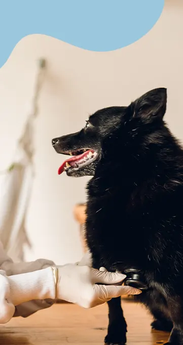 consulta-em-domicilio-para-caes-e-gatos-atende-pet2 consulta-em-domicilio-para-caes-e-gatos-atende-pet2