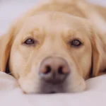 Quando devo dar vermífugo para meu cão