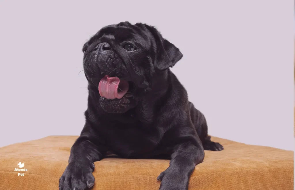 Meu Cachorro Está Acima do Peso, e Agora?