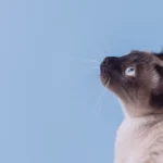 Meu gato so come racao seca, isso e saudavel