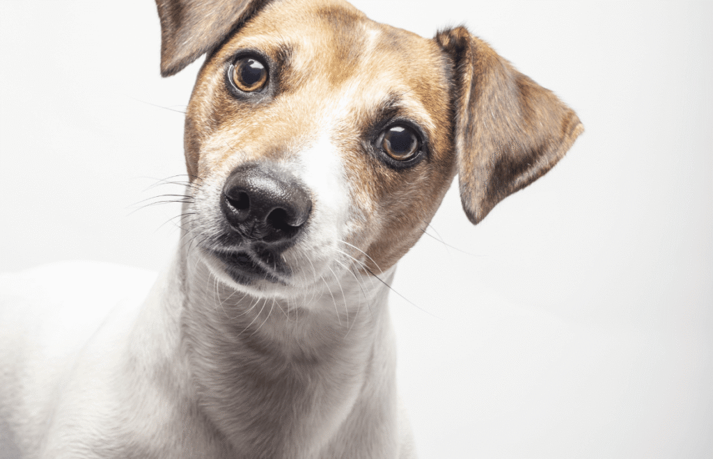Leishmaniose em cães como prevenir durante o Agosto Verde