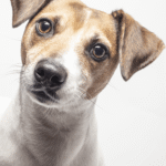 Leishmaniose em cães como prevenir durante o Agosto Verde