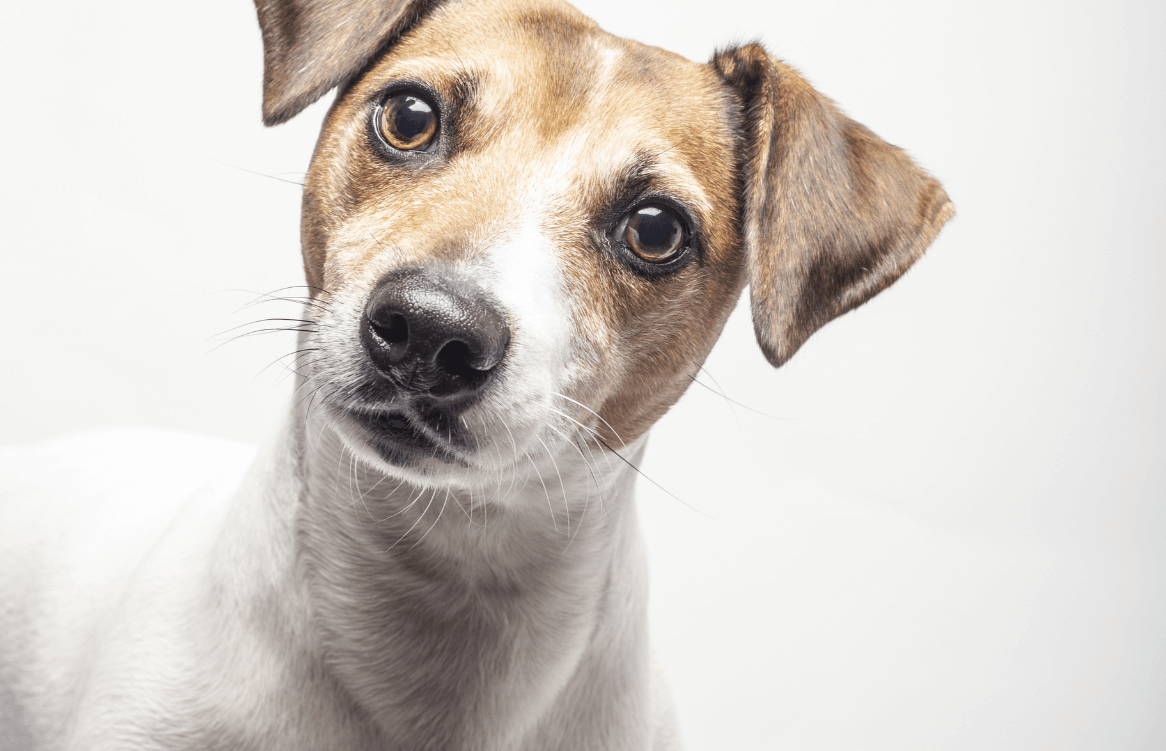 Leishmaniose em cães como prevenir durante o Agosto Verde