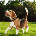 Meu cachorro comeu alho o que fazer agora