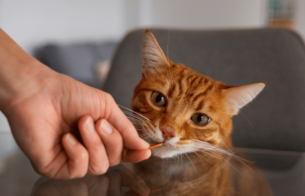 Meu gato nunca sai de casa, ele precisa de vacinas