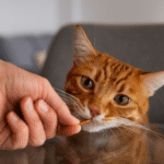 Meu gato nunca sai de casa, ele precisa de vacinas