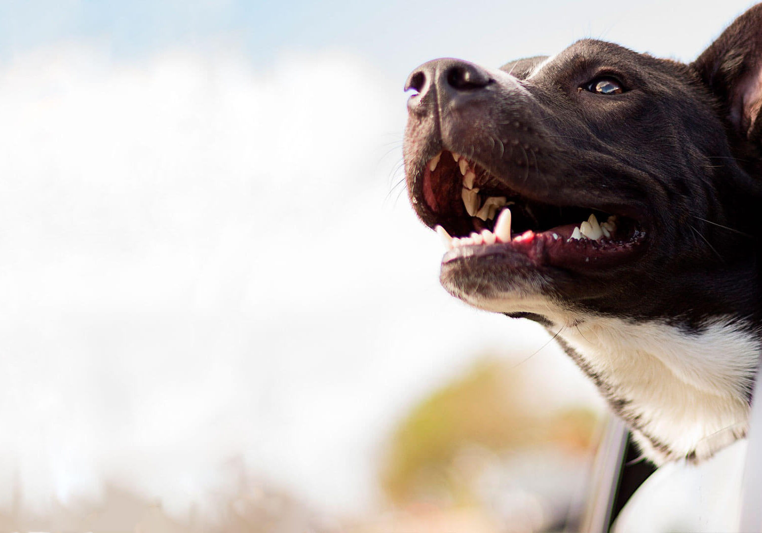 Taxi_Pet_Atende-Pet Taxi_Pet_Atende-Pet